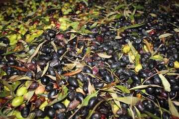 Harvested olives of Manaki variety unloaded on the press hopper of olive oil mill located in the outskirts of Athens in Attica, Greece.