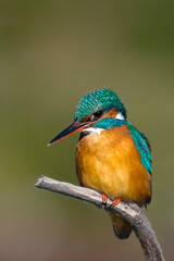 Martina martin pescatore