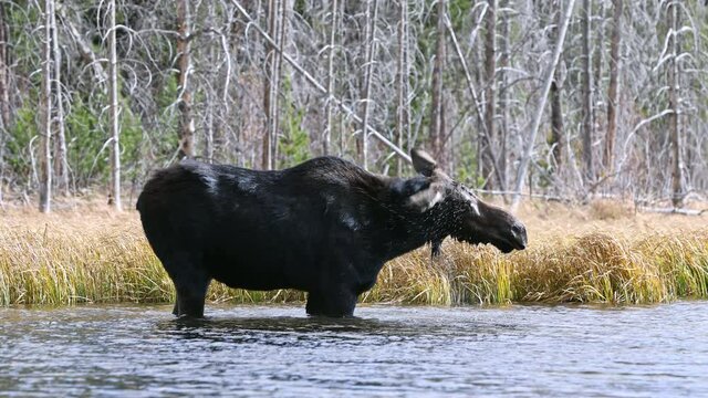 Cow moose shaking its head before it goes under water as it grazes in a pond in Wyoming.