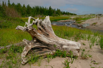 the root of an old tree close-up on the shore