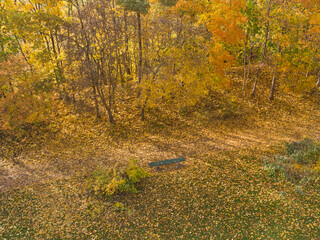Aerial view of trees in golden autumn colors 