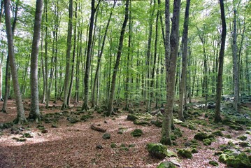 Fageda d'en Jordà