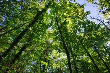 Fageda d'en Jordà