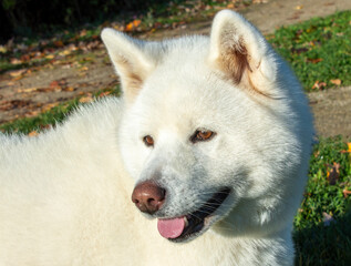 Portrait of a white dog on green grass