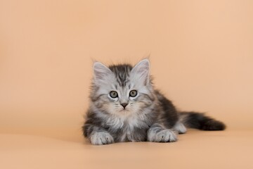 Obraz premium Siberian cat on colored backgrounds