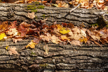 Two fallen trees covered with dry, autumn leaves