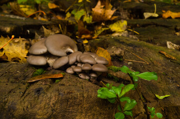 Wood mushrooms, arboreal mushrooms on an autumn day.3