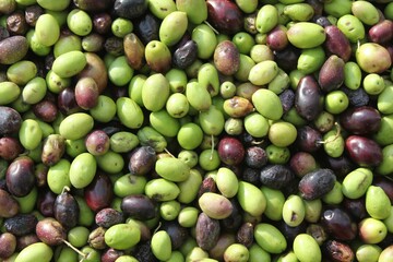 Harvested olives on the press hopper of olive oil mill located in the outskirts of Athens in Attica, Greece.