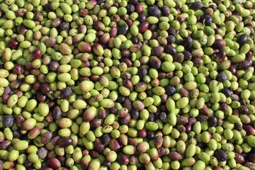 Harvested olives on the press hopper of olive oil mill located in the outskirts of Athens in Attica, Greece.