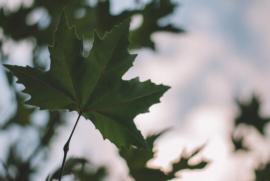Green leaf of Chenar