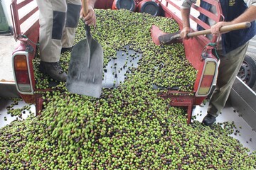 Harvested olives unloaded from truck to the press hopper in olive oil mill located in the outskirts of Athens in Attica, Greece. © Theastock