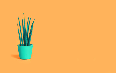 One cactus succulent in green pot on pastel terracotta orange background. Environment friendly summer or spring time minimal design concept with copy space