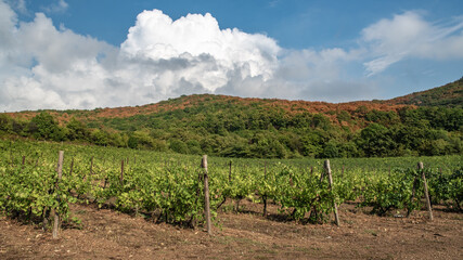 Fototapeta na wymiar Endless vineyards on the background of mountains