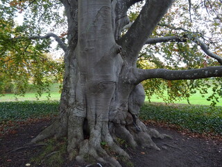 Obraz premium old beautiful tree