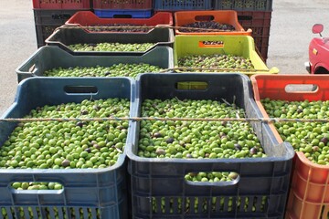 Harvested olives of Manaki variety, are collected into plastic containers  outside of olive oil...