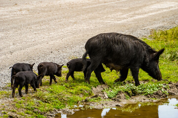 Schweine Familie mit Babys Neuseeland
