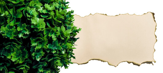 The frame made of a burnt white sheet of paper and green vegetation isolated on a white background.