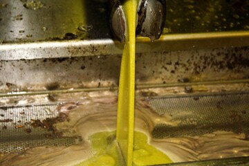 Extra virgin olive oil extraction process in olive oil mill located in the outskirts of Athens in...