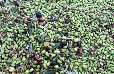 Harvested olives on the press hopper of olive oil mill located in the outskirts of Athens in...