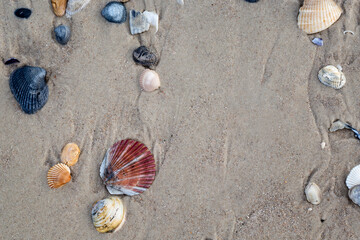 Seashells on Florida beach