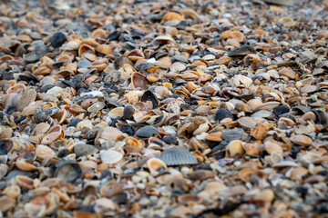Seashells on Florida beach