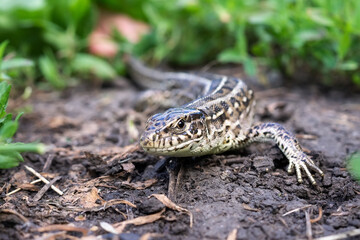 lizard on the grass..