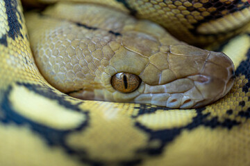 close up of a python