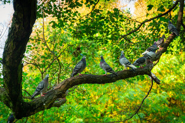 Beautiful scenery of the autumnal park in Gdansk. Poland