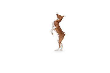 Fototapeta na wymiar Basenji young dog is posing. Cute playful brown white doggy or pet playing on white studio background. Concept of motion, action, movement, pets love. Looks delighted, funny. Copyspace for ad.