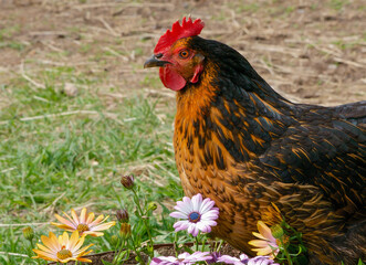 Pretty Chicken
