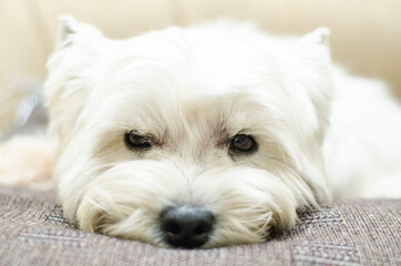 terrier at home