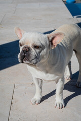 french bulldog puppy