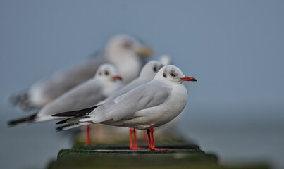 Möwen auf den Buhnen