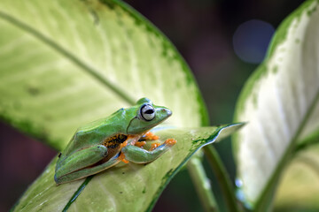 green flying frog on a leaf ( Rhacophorus reinwardtii )