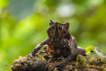 Asian horned frog ( Megophrys montana )
