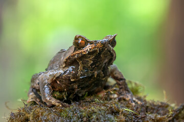 Asian horned frog ( Megophrys montana )