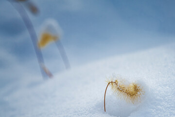 Grass Seed in Snow 