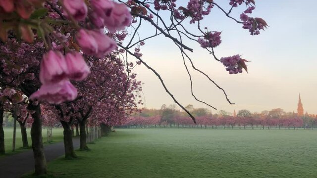 Cherry blossoms on the most beautiful Summer morning | Edinburgh, Scotland | HD, 24fps