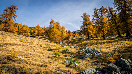 Goldene Lärchen im Wallis