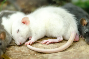 white mouse - 388580031