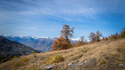 Lärchen im Wallis