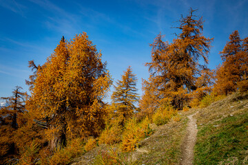Goldener Herbst im Lärchenwald