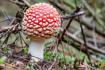 Closeup: Amanita poisonous mushroom growing in the autumn forest. Autumn forest background. Green...
