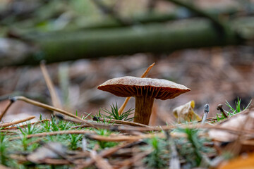 Close-up of brown poisonous mushroom in the autumn forest. Mushrooms in macro. Forest photo close up, forest background. Gathering mushrooms.