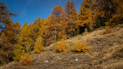 Goldener Lärchenwald im Wallis