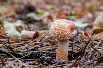 Closeup: Amanita poisonous mushroom growing in the autumn forest. Autumn forest background. Green grass and coniferous needles near the mushroom. Macro photo of brown fly-agaric mushroom.