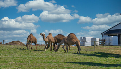 Herd of Camels seen in Dutch Pennsylvania on a Amish Farm on a Sunny Spring Day