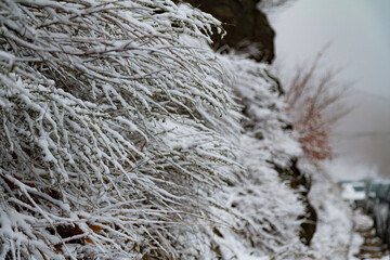  Snowy slim brances at Chania, Pilio, Greece. A closeup photo with great bokeh