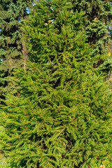 Green branches of a Christmas tree. Natural spruce texture.