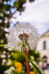 Obraz premium dandelion seeds in the wind